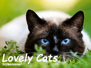 Screensavers Channels Roku Channel Store Roku - cute kitty cats 5 hd screensavers roblox