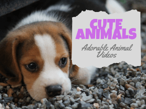 Animals & Pets Channels | TV Apps | Roku Channel Store | Roku