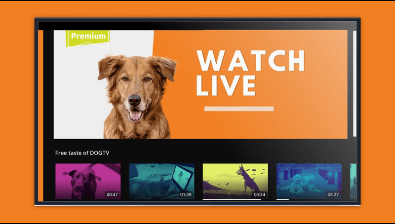 live dog tv