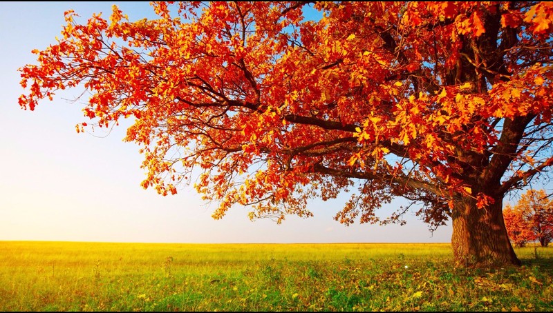 Featured image of post Autum Screen Savers / Web screen saver builder 6.0 (shareware) by dsw team.