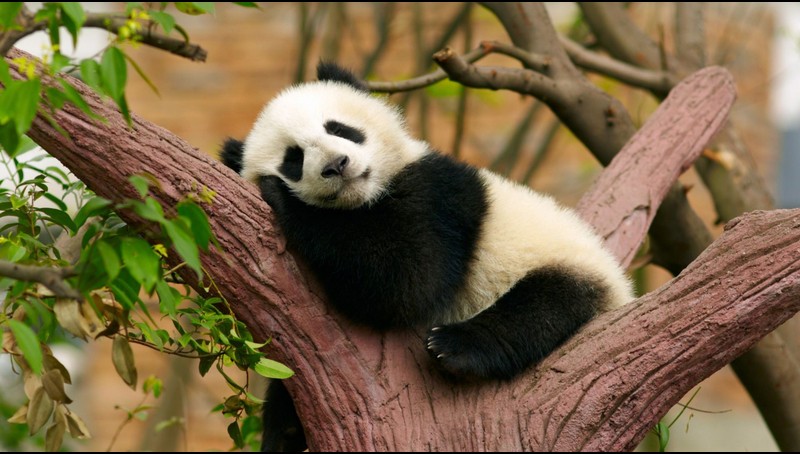 Panda Screensaver | TV App | Roku Channel Store | Roku