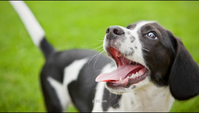 Puppy Photos Screensaver | TV App | Roku Channel Store | Roku