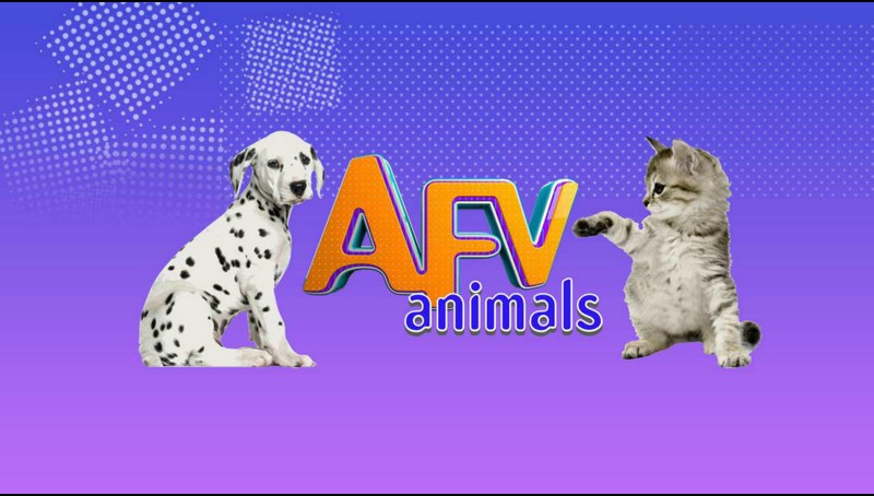 AFV Animals-Animal & Pet Videos | TV App | Roku Channel Store | Roku