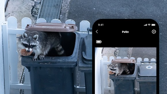 Video of a raccoon going through a garbage can being viewed on a phone