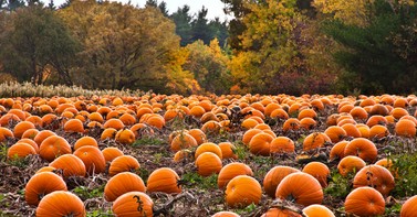 Image of post for blogen gbroku uk halloween channels