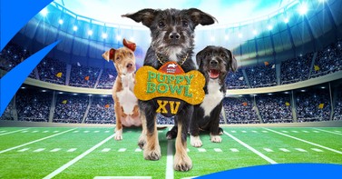 Image of post for blogstream the puppy bowl and kitten bowl on roku devices 2018