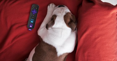 Image of post for blogpress paws